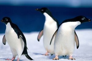 Animals Pinguine6643212100